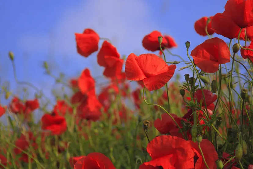 fotomanie-flowers-76358_1920