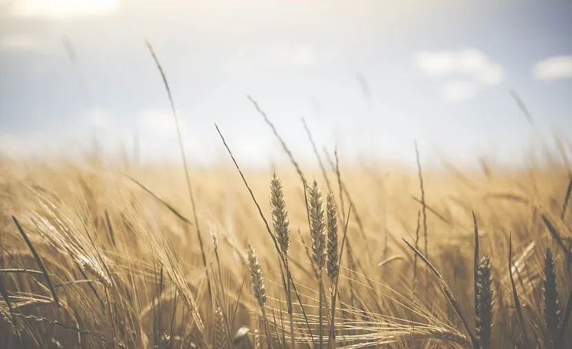 agriculture 1845835 960 720