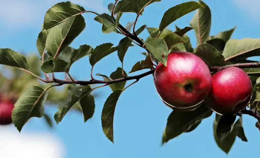 apple 2788651 960 720