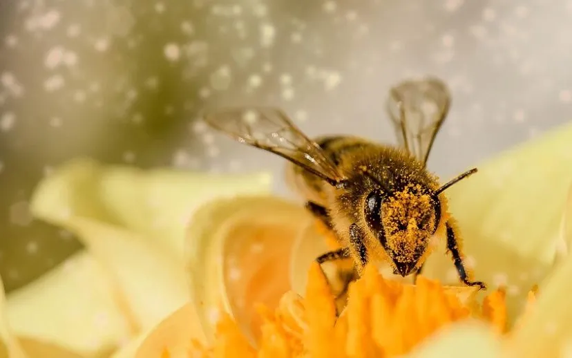 bee 1726659 1920 915x518 1