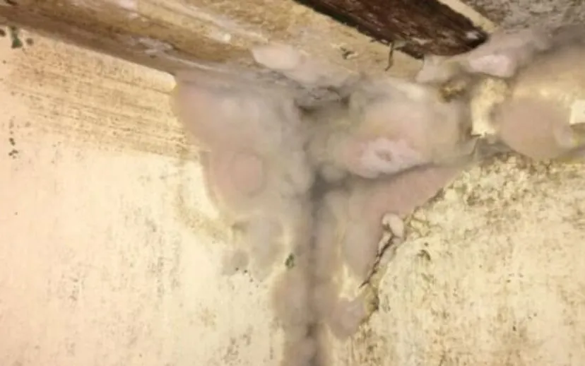 beestjes kwijt 915x518 1