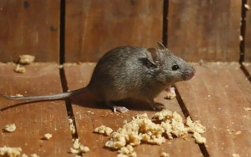 beestjes kwijt rechtenvrije afbeelding 915x518 1