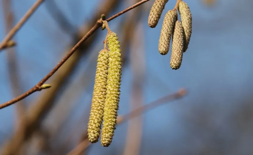 blossom kitten 4811117 1920