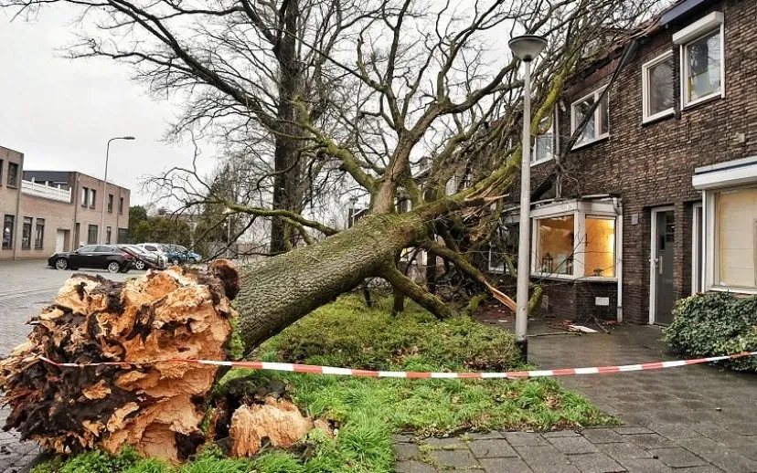boom op woning 915x518