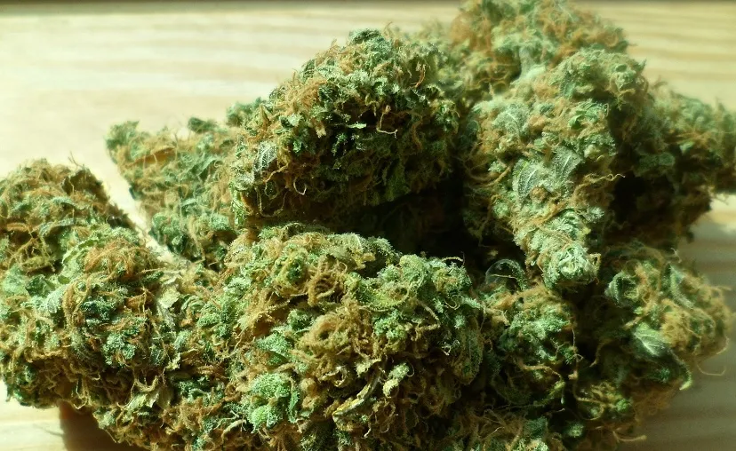 cannabis 448661 1920