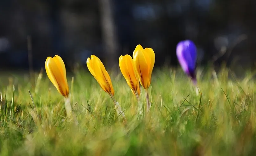 crocus 2140941 960 720
