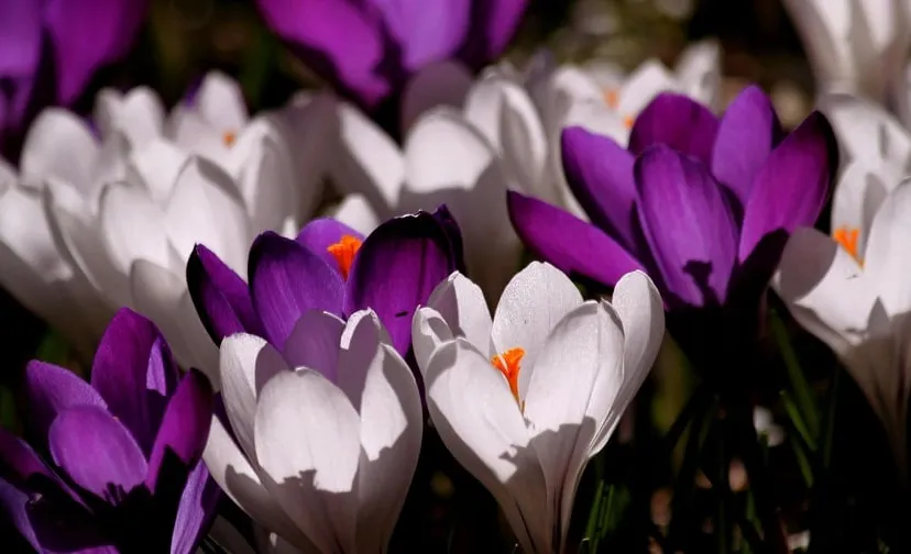 crocus