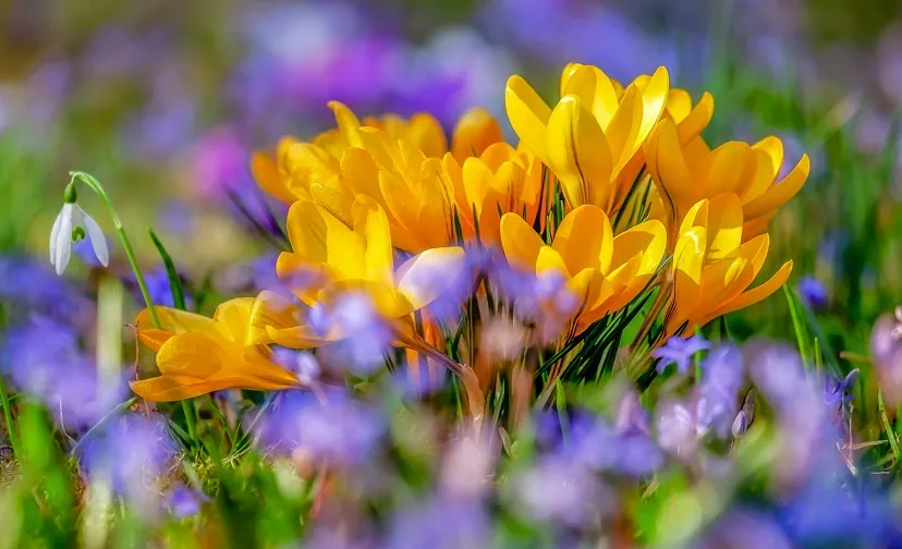 crocus g9a91fd54b 1920