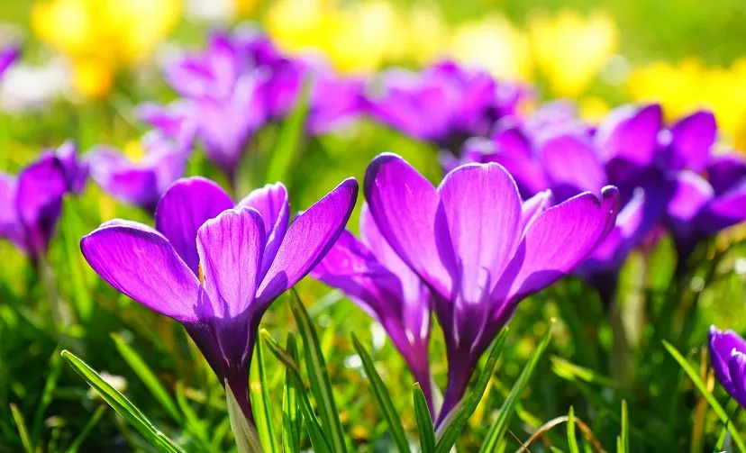 crocussen