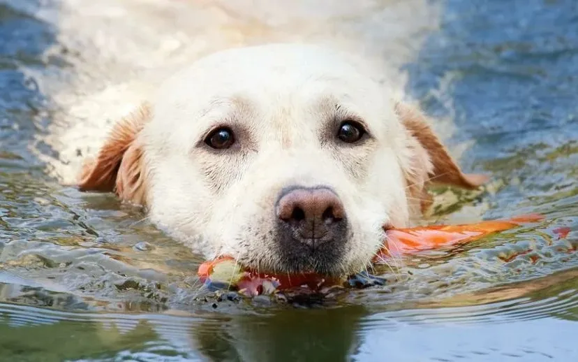 dog 1196417 960 720 915x518 1