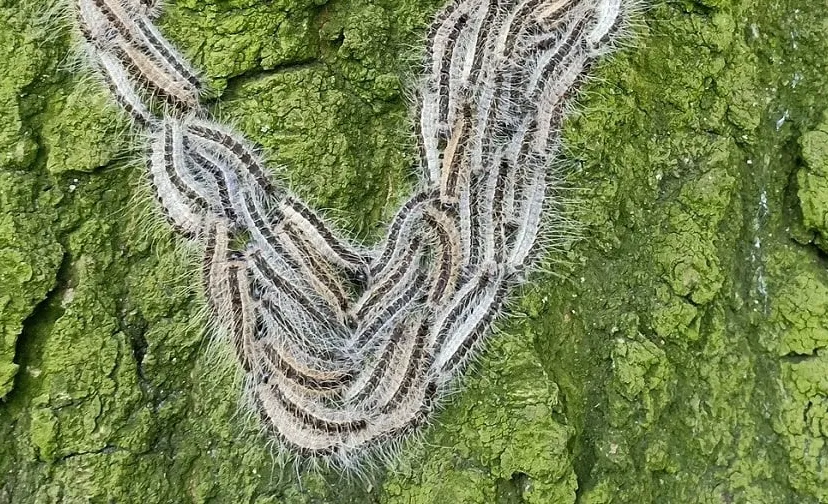 eikenprocessierups 4260017 1920