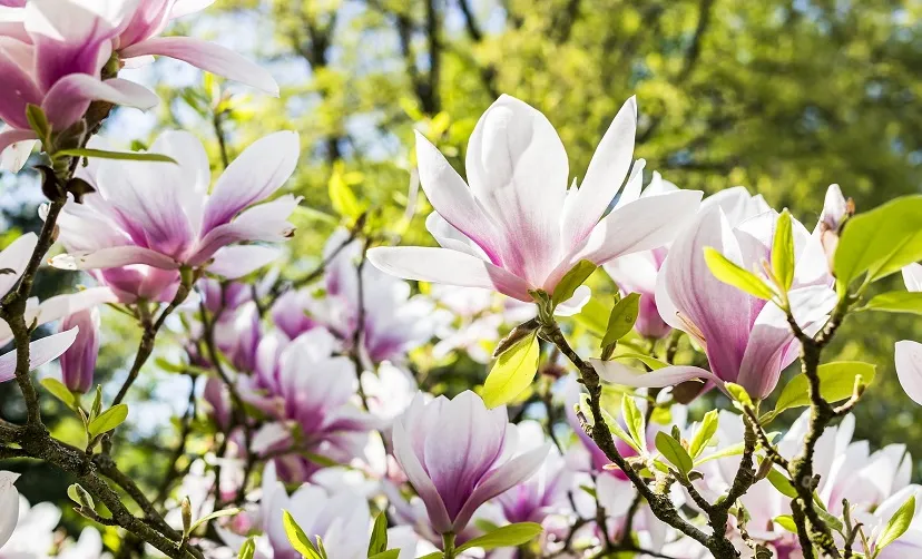 flower g022241419 1920