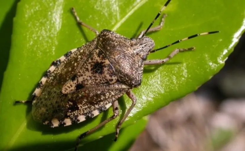 grauwe veldwantsv1 715x408