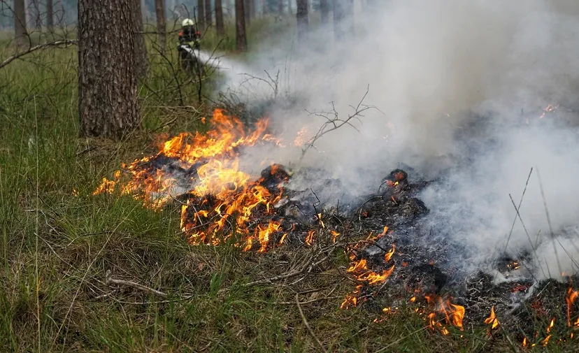 grote brand chaamse bossen