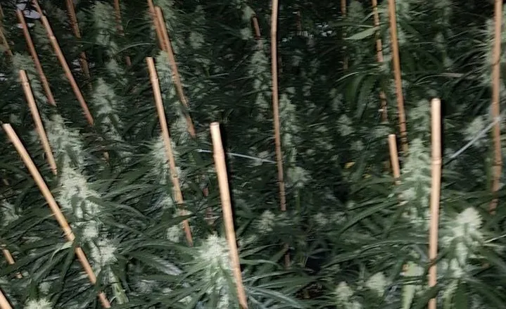 hennep kwekerij karel doormanstraat rijen