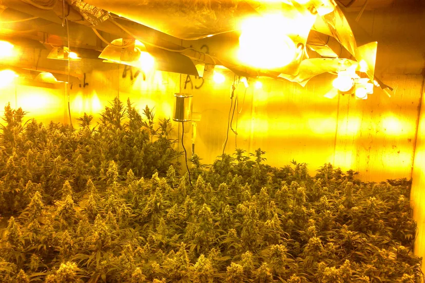 hennep kwekerij rijen