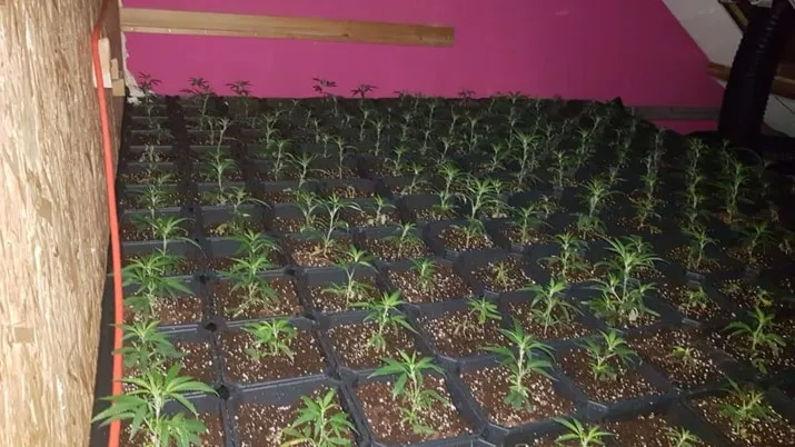 hennepkwekerij oranjeplein rijen