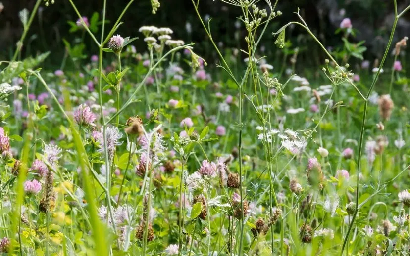 hooikoorts 915x518 1