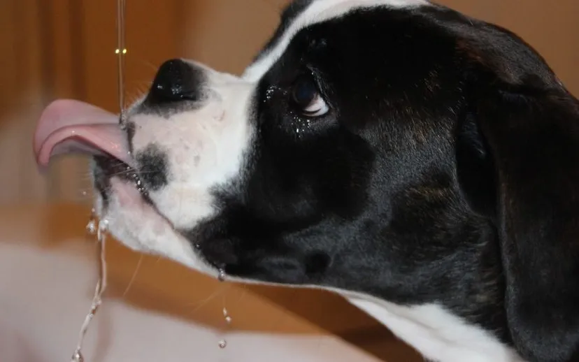 huisdier myriams fotos pixabay 915x518