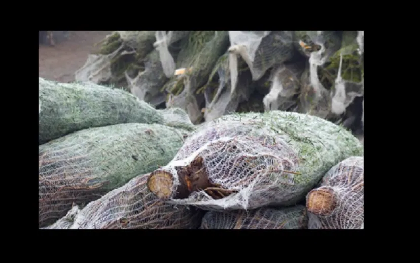 kerstboomnet 915x518 1