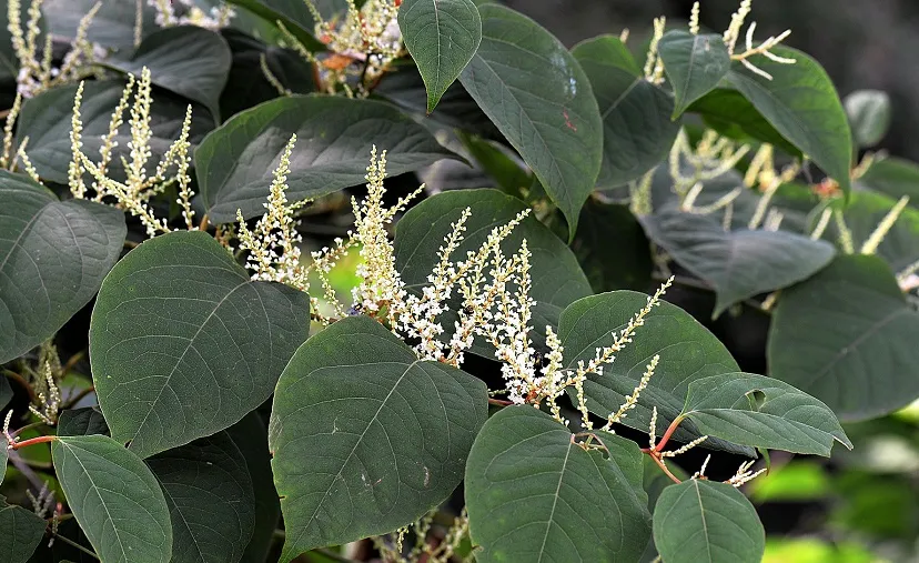 knotweed 2699120 1920 1