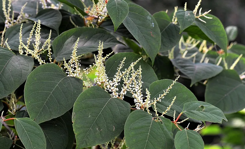 knotweed 2699120 1920