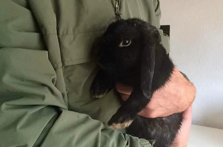 konijn aangetroffen mangrovelaan rijen