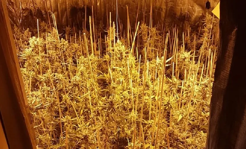 kwekerij eerste leij