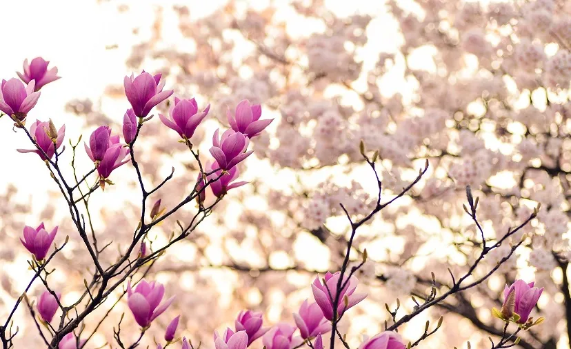 magnolia 2218788 1920