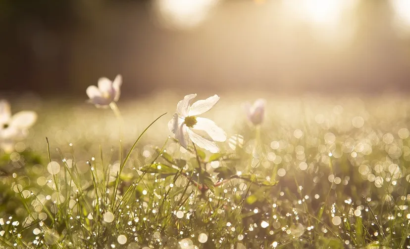 morning 4284120 1920