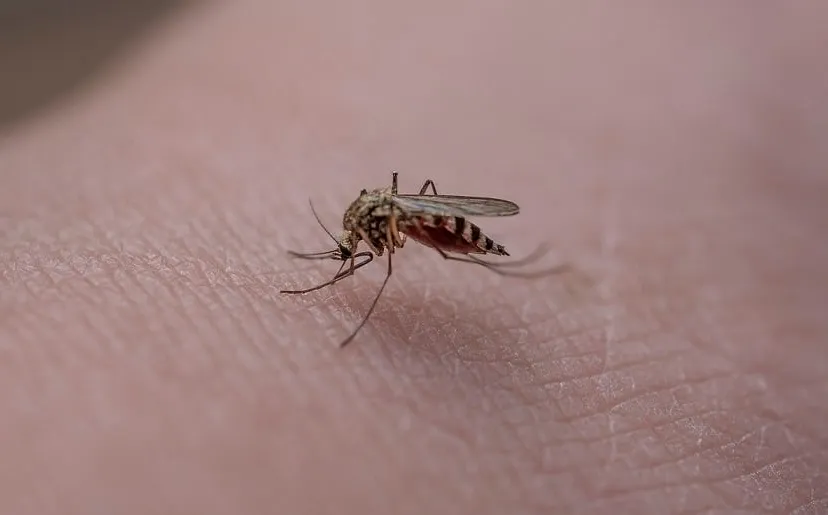 mosquito 6396370 1280