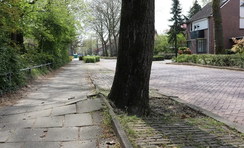 mosselaar boomwortel