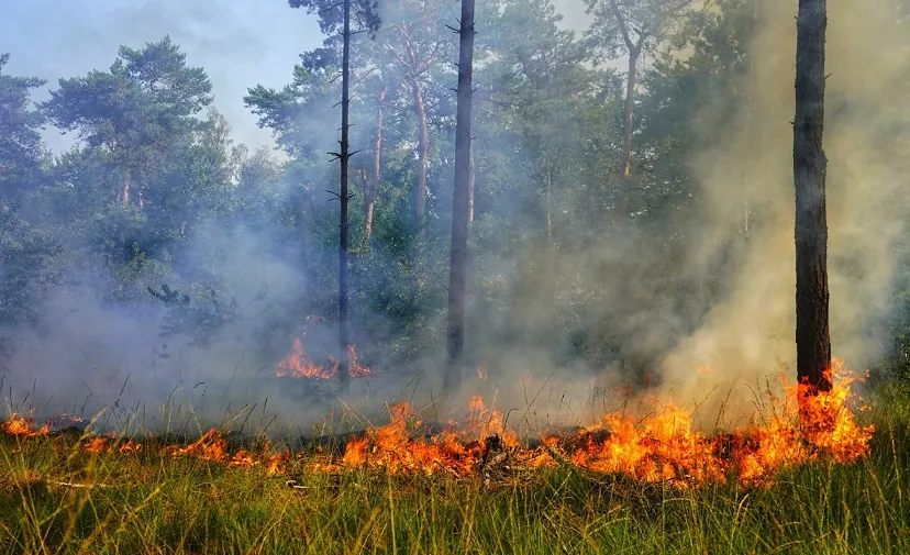 opnieuw grote bosbtand chaam