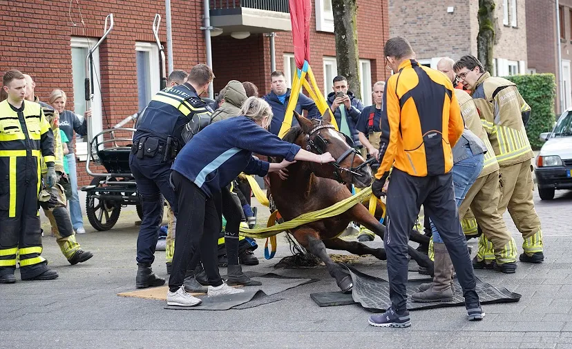paard gevallen