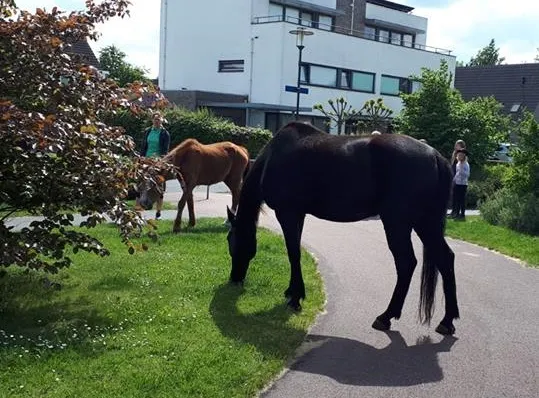 paarden los in rijen