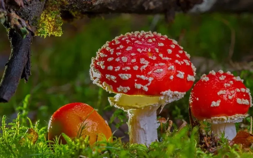 paddestoel 915x518 1