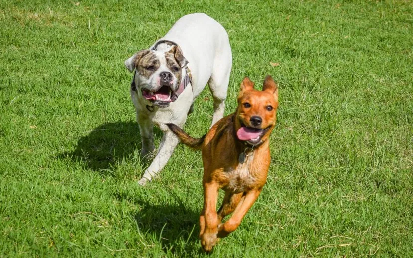 pexels gili pup 10961354 915x518 1