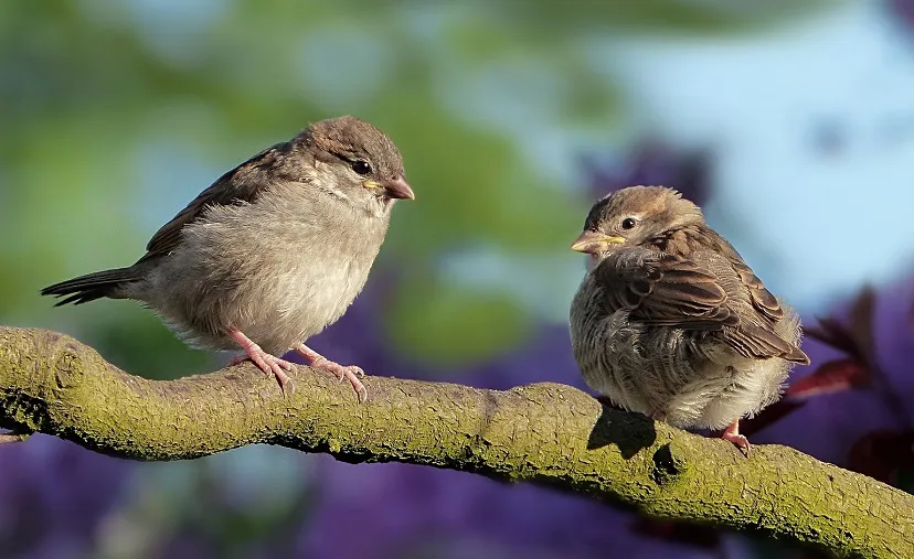 sparrows 3434123 1920