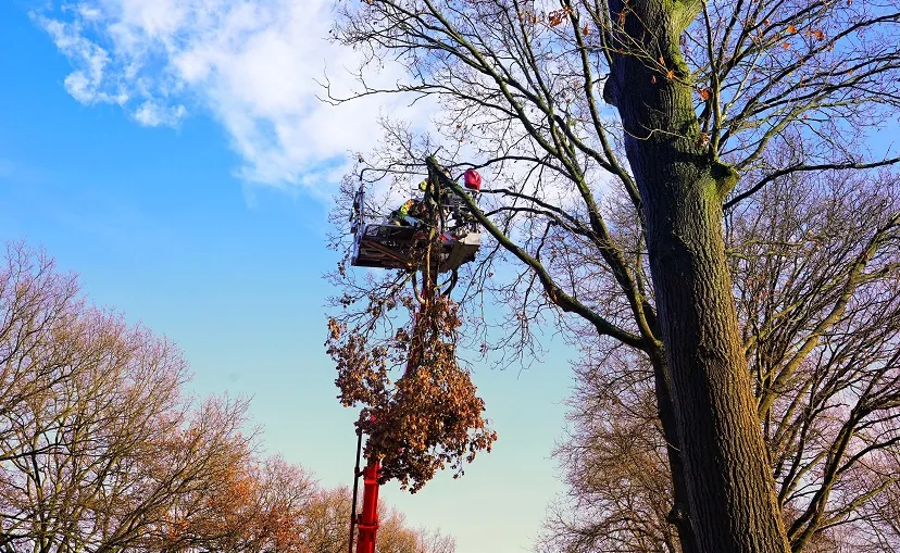 stormschade rijksweg