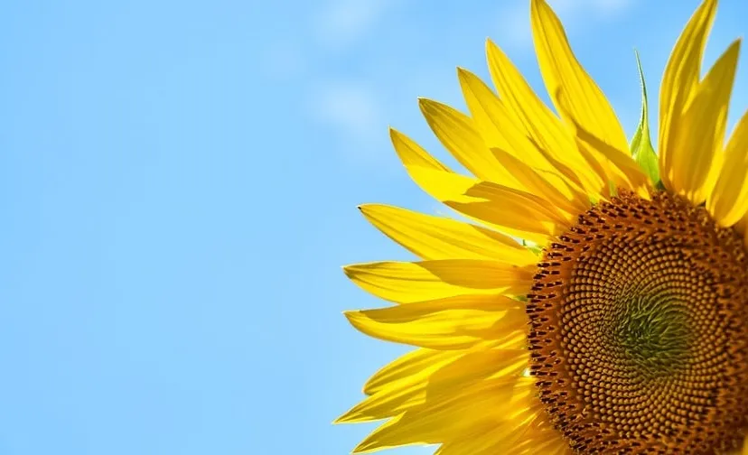 sunflower 3616249 960 720