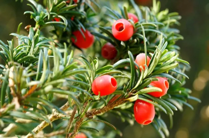 taxus