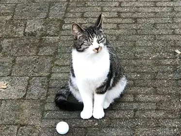 vermiste kat rijksweg rijen