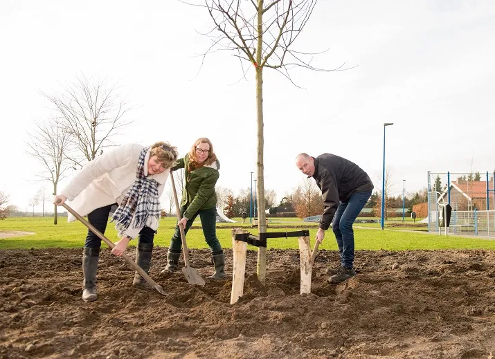 wethouder plant monumentale boom