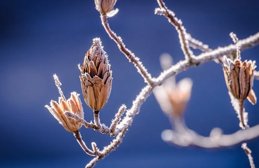 winter 598631 960 720