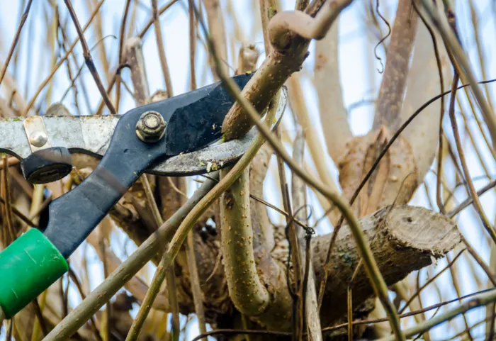 csm 2024 10 03 gr beeld snoeihout 8d86dd14ac