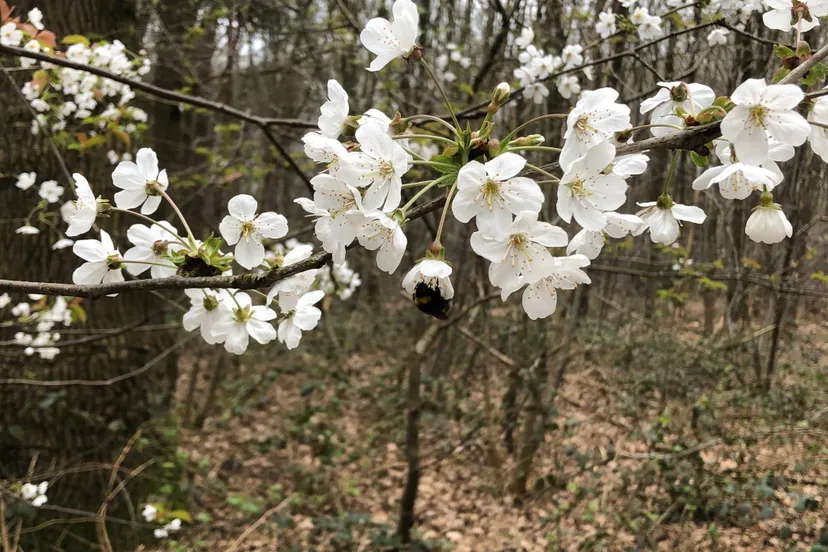 765e1bb4 c7ac 4461 944c 47b3497bc528 biodiversiteit