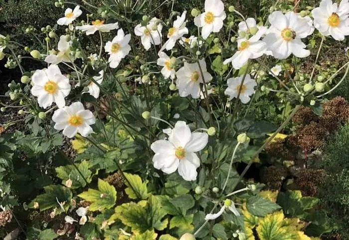 csm 2025 04 09 ac bn gr herfstanemoon 4aaa833ed5