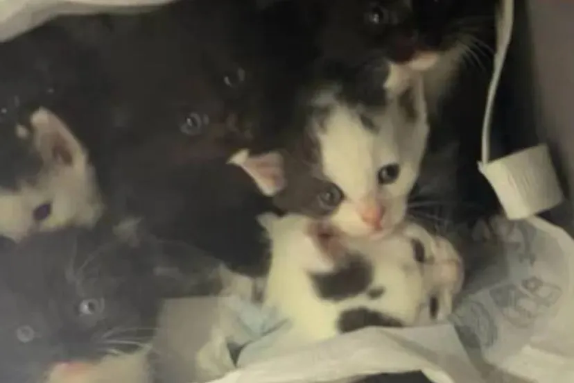 kittens-6885b3cb0f492