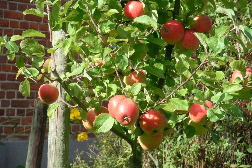 559514413_1222520716578537_6464318682843981160_n