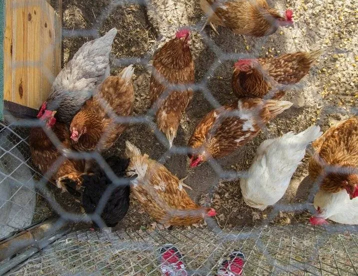 csm_2025-11-20_en_2025-11-24_AC_BN_GR_IF_Bescherm_uw_kippen_of_vogels_tegen_vogelgriep_e8d772d4e9